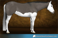 Horse Color:Gray Grullo Splash