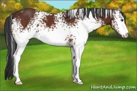 Horse Color:White Spotted Bay Sabino