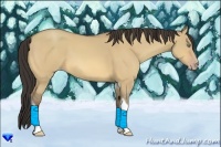 Horse Color:Amber Champagne Dun Tobiano 