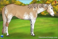 Horse Color:White Spotted Red Dun Splash 