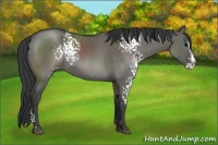 Horse Color:White Spotted Grullo Splash 