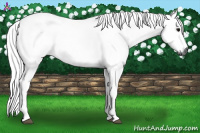 Horse Color:Gray Blue Roan