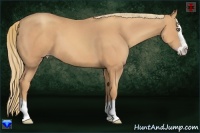 Horse Color:Gold Champagne Splash