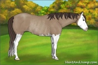 Horse Color:Classic Champagne Roan Splash Rabicano