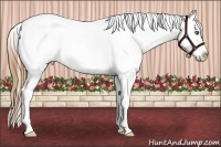 Horse Color:White Spotted Grullo Pearl Splash Frame Appaloosa