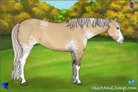 Horse Color:White Spotted Silver Bay Dun Splash 