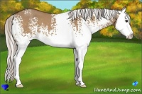 Horse Color:White Spotted Silver Bay Dun Splash