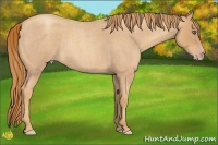Horse Color:Gold Champagne Roan Rabicano