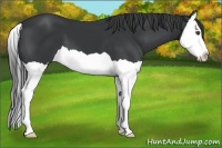 Horse Color:Black Splash