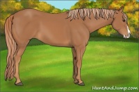 Horse Color:Chestnut Splash Frame