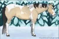 Horse Color:Buckskin Roan Dun Splash Tobiano 