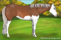 Horse Color:Silver Bay Sabino Splash