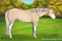 Horse Color:Silver Classic Champagne Dun Sabino Rabicano