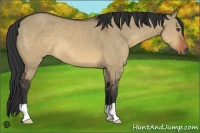 Horse Color:Brown Dun 
