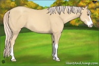 Horse Color:Gold Cream Champagne Sabino
