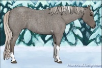 Horse Color:Silver Blue Roan Tobiano