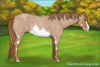 Horse Color:Red Roan Splash Frame