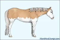 Horse Color:Silver Amber Champagne Sabino Splash