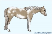 Horse Color:White Spotted Silver Grullo Tobiano Frame 