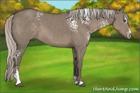 Horse Color:White Spotted Silver Grullo Sabino