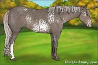 Horse Color:White Spotted Silver Black 