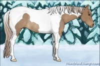 Horse Color:Palomino Tobiano Rabicano