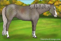 Horse Color:Silver Black Splash