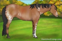 Horse Color:White Spotted Bay 