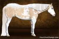 Horse Color:White Spotted Silver Classic Champagne Ice Splash Rabicano 