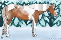 Horse Color:Silver Bay Sabino Tobiano 