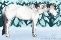 Horse Color:White Spotted Smoky Grullo Roan Tobiano 