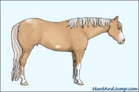 Horse Color:Silver Amber Champagne Sabino Tobiano Frame 