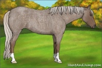 Horse Color:Silver Blue Roan 