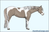 Horse Color:Silver Grullo Splash Tobiano