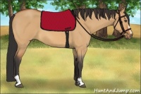 Horse Color:Bay Roan Dun Sabino 