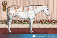 Horse Color:White Spotted Bay Sabino Splash