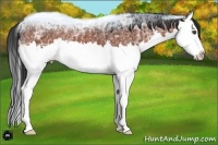 Horse Color:Bay Ice Sabino Splash