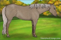 Horse Color:Silver Grullo Roan