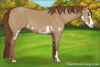 Horse Color:Red Dun Sabino Splash Frame