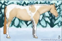 Horse Color:Red Dun Pearl Tobiano 