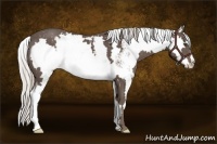 Horse Color:Silver Black Sabino Splash Frame 