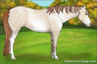 Horse Color:White Spotted Smoky Grullo Pearl Sabino