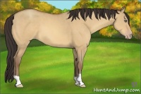 Horse Color:Amber Champagne Dun 