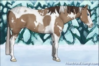 Horse Color:White Spotted Classic Champagne Splash Tobiano 