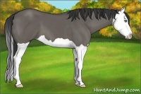 Horse Color:Grullo Splash 