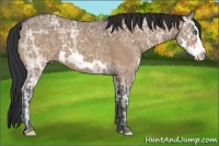 Horse Color:Bay Ice Dun Sabino Splash Frame