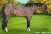 Horse Color:Bay Roan