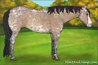 Horse Color:Bay Ice Dun Sabino Splash Frame 