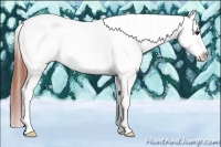 Horse Color:Bay Sabino Splash Tobiano Appaloosa