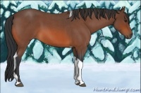 Horse Color:Bay Roan Tobiano
